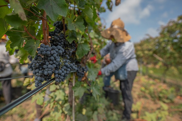 Tbilvino harvest